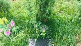 走进灵山宝塔陵园，读懂丧葬符号里的生命敬意——传统殡葬为何要在门口悬挂 “岁头纸”？