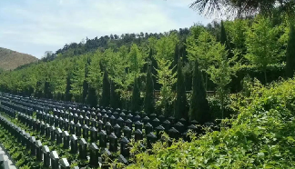 植树祭扫逐步普及！灵山宝塔陵园大力推广绿色祭扫